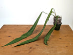 Anthurium Pallidiflorum - Narrow Leaf Size 18+" - Exact XL Plant #27A