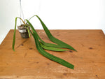 Anthurium Pallidiflorum - Narrow Leaf Size 18+" - Exact XL Plant #28A