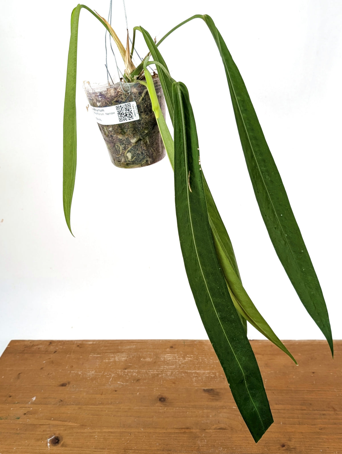 Anthurium Pallidiflorum - Narrow Leaf Size 18+" - Exact XL Plant #28A