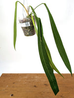 Anthurium Pallidiflorum - Narrow Leaf Size 18+" - Exact XL Plant #28A