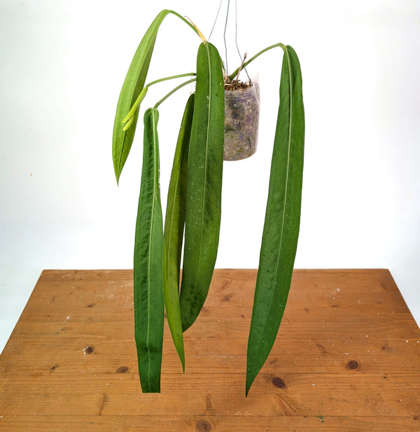 Anthurium Pallidiflorum - Narrow Leaf Size 18+" - Exact XL Plant #28A