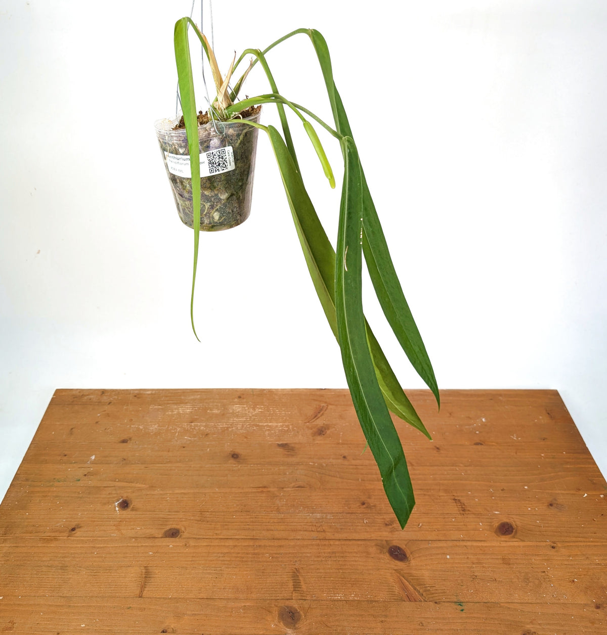 Anthurium Pallidiflorum - Narrow Leaf Size 18+" - Exact XL Plant #28A