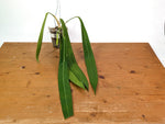 Anthurium Pallidiflorum - Narrow Leaf Size 18+" - Exact XL Plant #28A