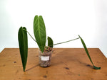 Anthurium Warocqueanum - Mature Exact Plant #19C