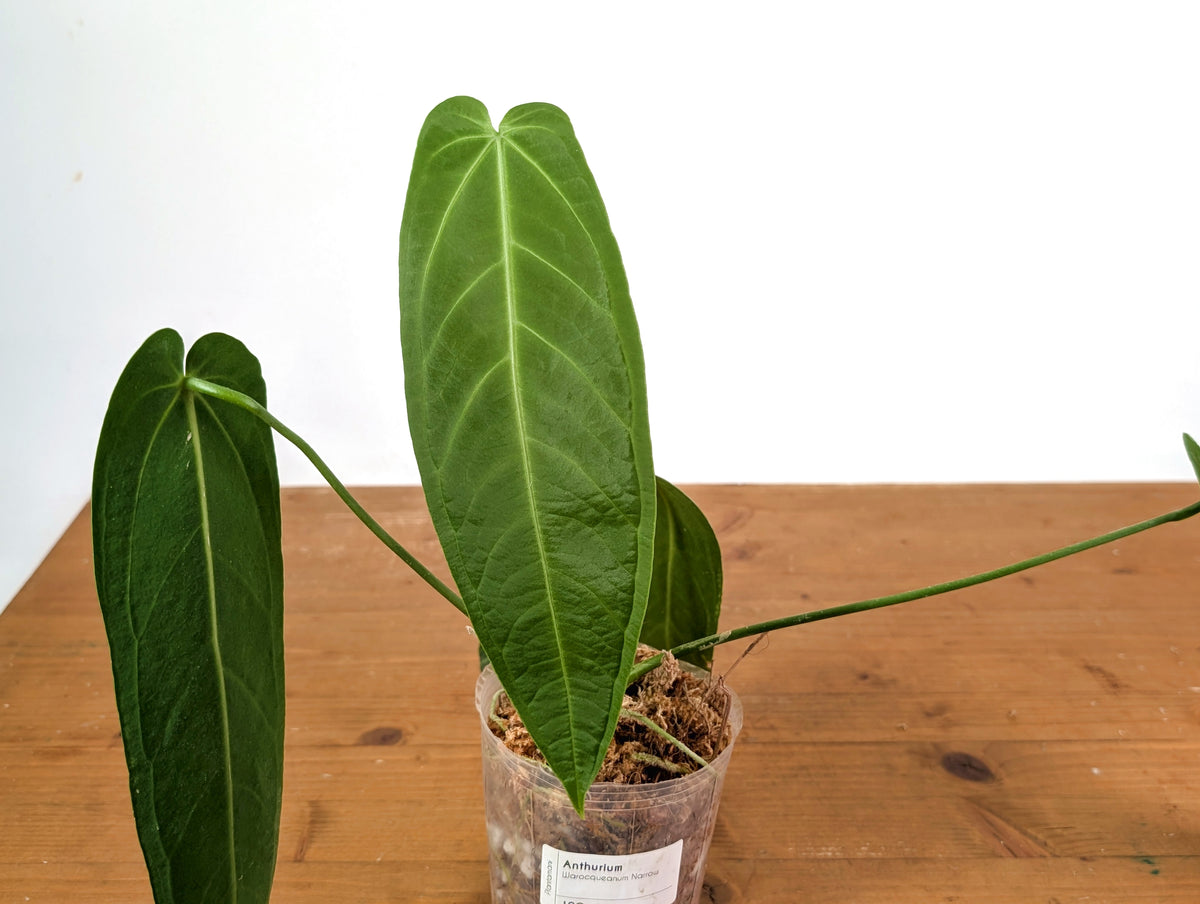 Anthurium Warocqueanum - Mature Exact Plant #19C