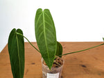 Anthurium Warocqueanum - Mature Exact Plant #19C