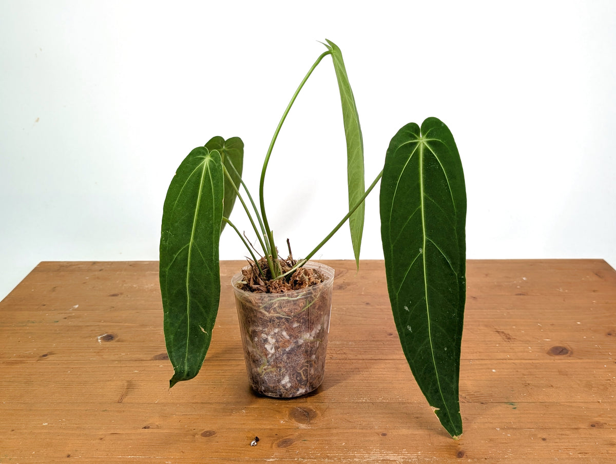 Anthurium Warocqueanum - Mature Exact Plant #19C