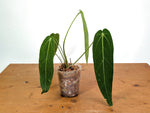 Anthurium Warocqueanum - Mature Exact Plant #19C