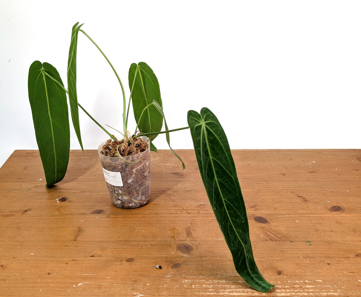 Anthurium Warocqueanum - Mature Exact Plant #19C