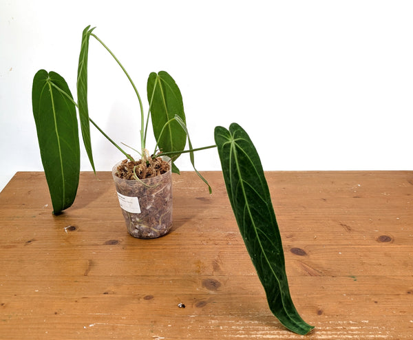 Anthurium Warocqueanum - Mature Exact Plant #19C