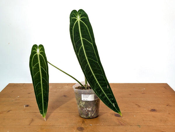 Anthurium Warocqueanum - XL Mature Exact Plant Over 14" Tall - #27A