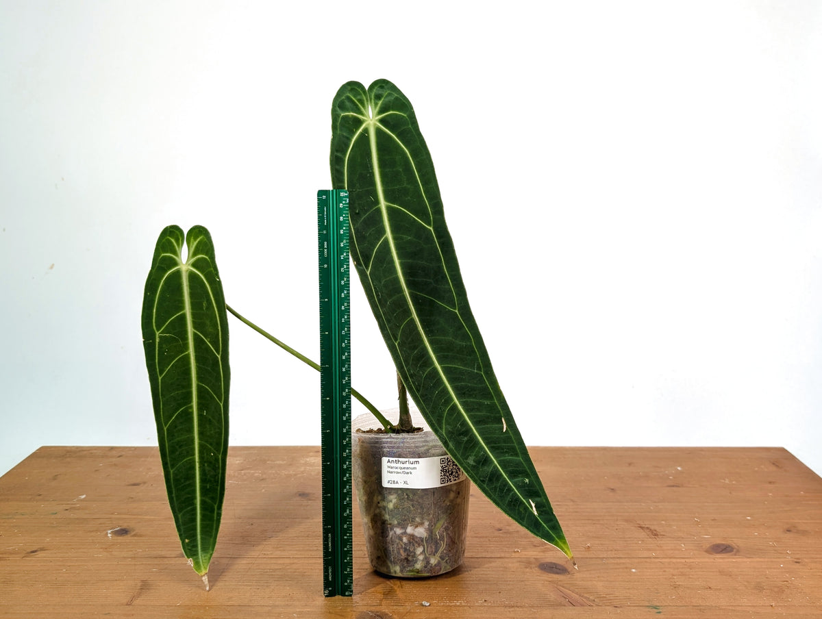 Anthurium Warocqueanum - XL Mature Exact Plant Over 14" Tall - #27A