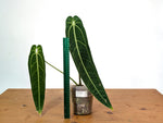 Anthurium Warocqueanum - XL Mature Exact Plant Over 14" Tall - #27A