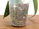 Anthurium Warocqueanum - XL Mature Exact Plant Over 14" Tall - #27A