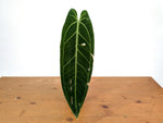 Anthurium Warocqueanum 'Queen' - Exact Plant Single Leaf 4" Pot (#26G)