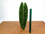 Anthurium Warocqueanum 'Queen' - Exact Plant Single Leaf 4" Pot (#26G)