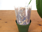 Anthurium Warocqueanum 'Queen' - Exact Plant Single Leaf 4" Pot (#26G)