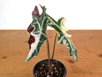 Alocasia Nobilis Pink Variegated -Approx 11" Tall - Exact Plant #28A