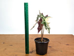 Alocasia Nobilis Pink Variegated -Approx 11" Tall - Exact Plant #28A