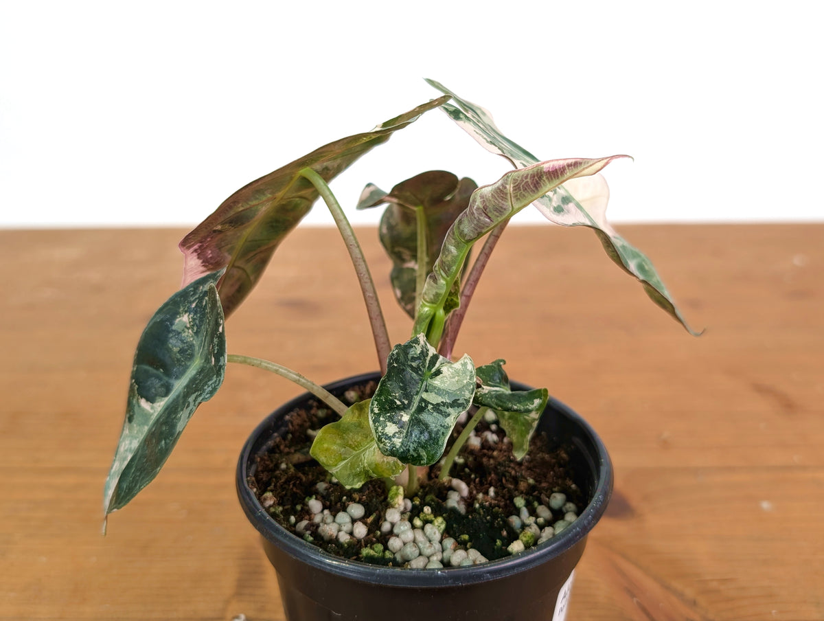 Alocasia Polly Pink Snow Superb Variegated - Approx 7" Tall - Exact Plant #28A