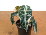 Alocasia Polly Pink Snow Superb Variegated - Approx 7" Tall - Exact Plant #28A