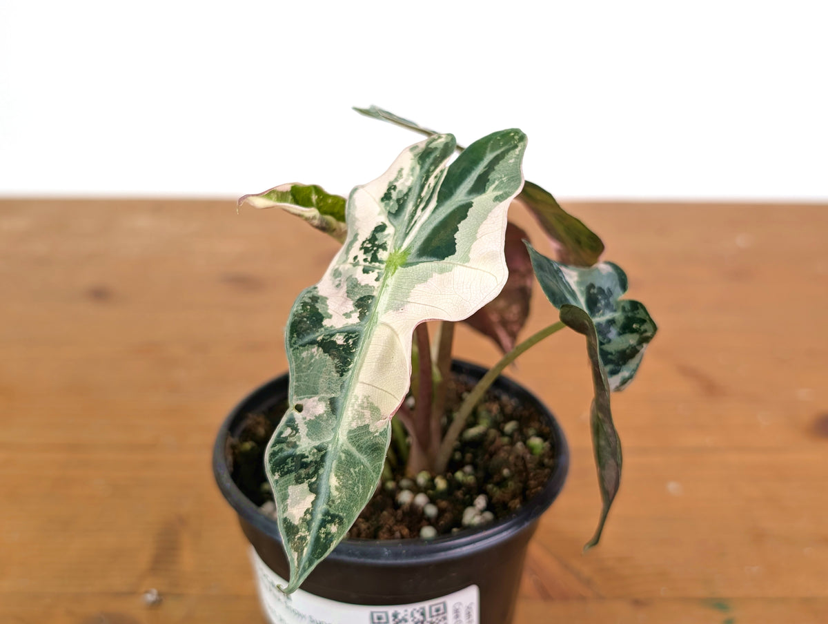 Alocasia Polly Pink Snow Superb Variegated - Approx 7" Tall - Exact Plant #28A