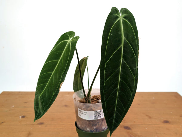 Anthurium Warocqueanum - XL Mature Exact Plant Over 12" Tall - #28A