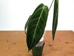 Anthurium Warocqueanum - XL Mature Exact Plant Over 12" Tall - #28A