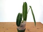 Anthurium Warocqueanum - XL Mature Exact Plant Over 12" Tall - #28A