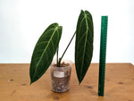 Anthurium Warocqueanum - XL Mature Exact Plant Over 12" Tall - #28A