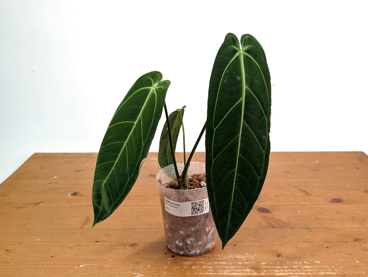 Anthurium Warocqueanum - XL Mature Exact Plant Over 12" Tall - #28A