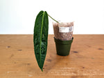 Anthurium Warocqueanum - XL Mature Exact Plant 9" Tall - #28B