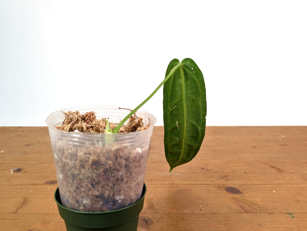 Anthurium Warocqueanum - XL Mature Exact Plant 9" Tall - #28B