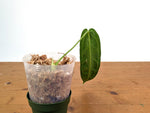 Anthurium Warocqueanum - XL Mature Exact Plant 9" Tall - #28B