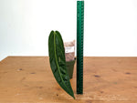 Anthurium Warocqueanum - XL Mature Exact Plant 9" Tall - #28B