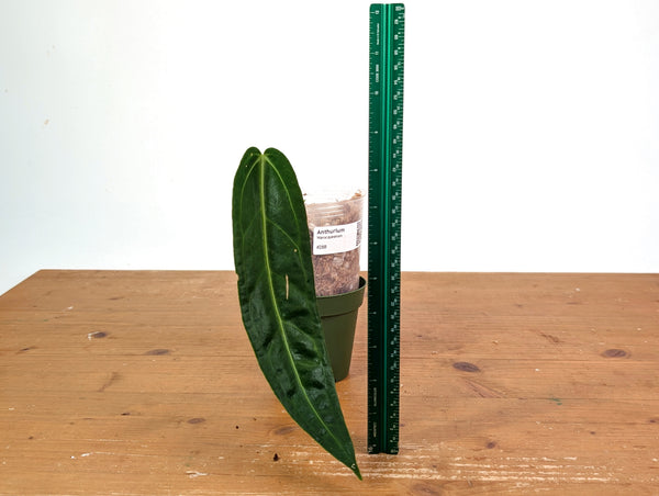 Anthurium Warocqueanum - XL Mature Exact Plant 9" Tall - #28B