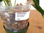 Anthurium Warocqueanum - Dark/Narrow Exact Plant 12" Tall - #28B