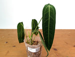 Anthurium Warocqueanum - Dark/Narrow Exact Plant 12" Tall - #28B