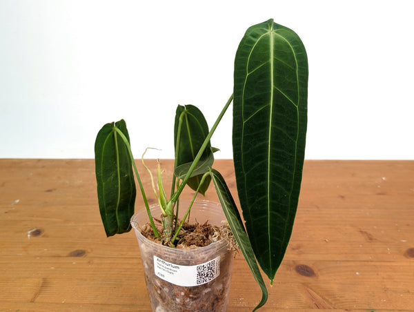 Anthurium Warocqueanum - Dark/Narrow Exact Plant 12" Tall - #28B
