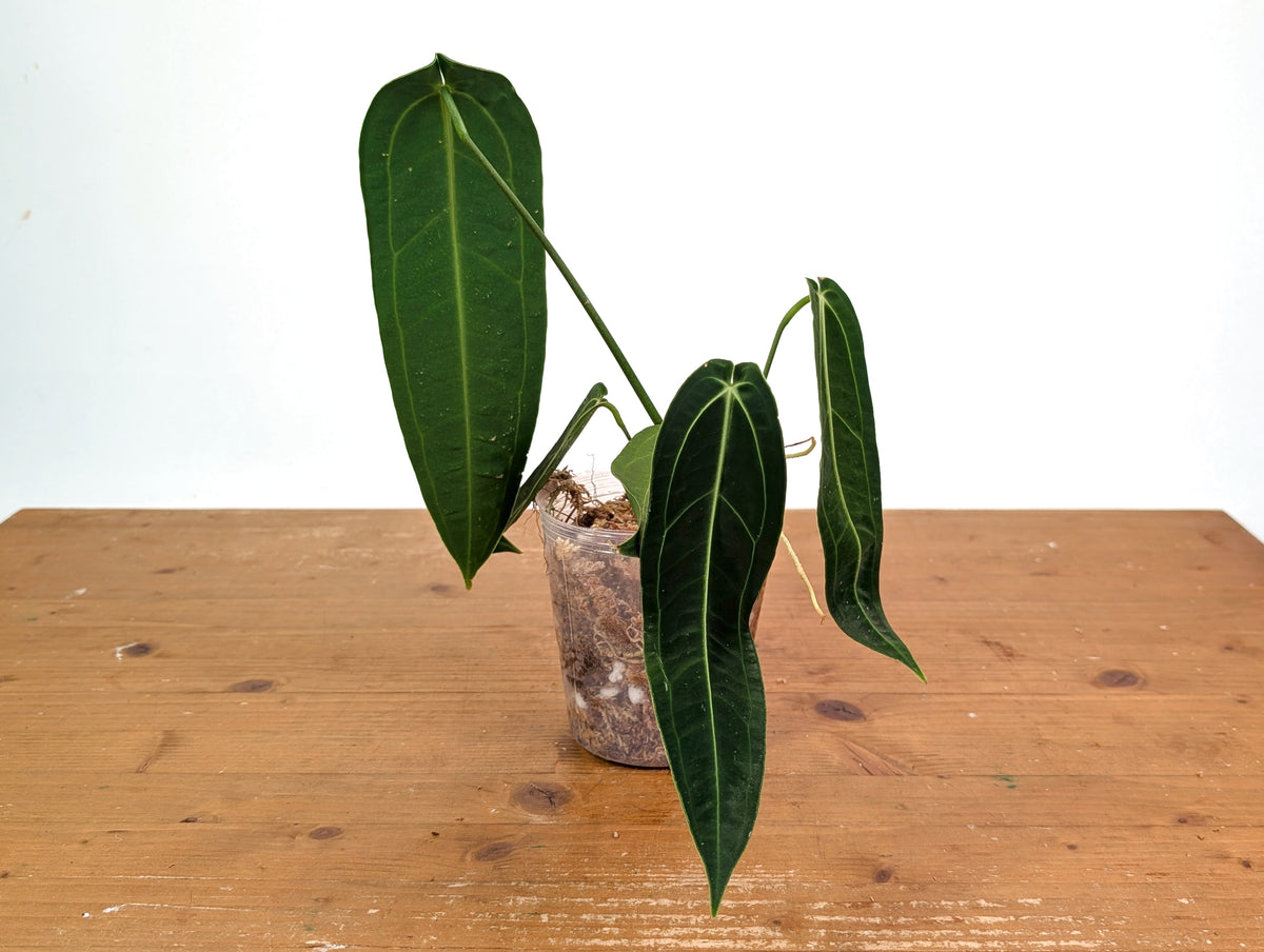 Anthurium Warocqueanum - Dark/Narrow Exact Plant 12" Tall - #28B
