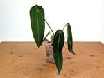 Anthurium Warocqueanum - Dark/Narrow Exact Plant 12" Tall - #28B