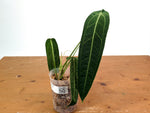 Anthurium Warocqueanum - Dark/Narrow Exact Plant 12" Tall - #28B