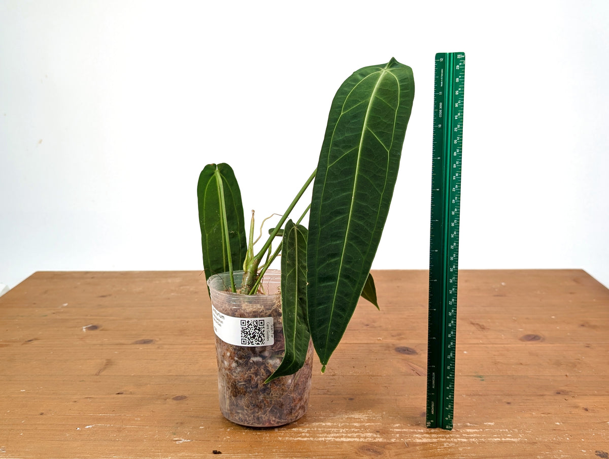 Anthurium Warocqueanum - Dark/Narrow Exact Plant 12" Tall - #28B