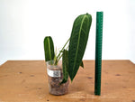 Anthurium Warocqueanum - Dark/Narrow Exact Plant 12" Tall - #28B