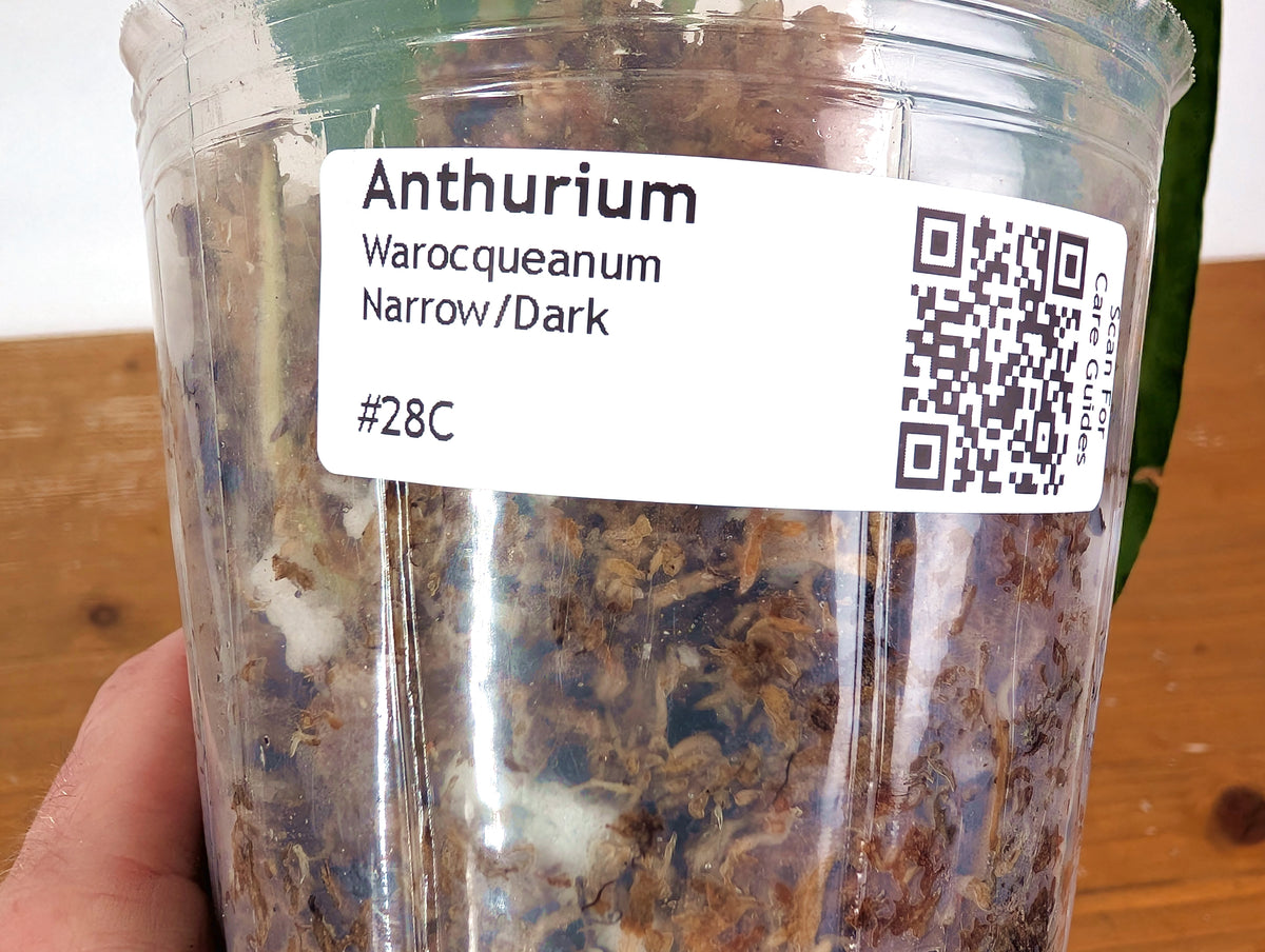 Anthurium Warocqueanum - Dark/Narrow Exact Plant Over 12" Tall - #28C