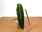 Anthurium Warocqueanum - Dark/Narrow Exact Plant Over 12" Tall - #28C