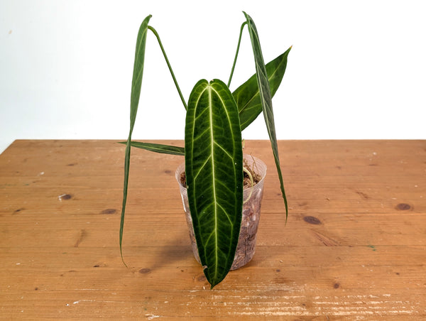 Anthurium Warocqueanum - Dark/Narrow Exact Plant Over 12" Tall - #28C