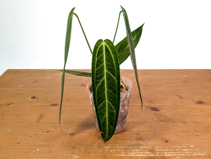 Anthurium Warocqueanum - Dark/Narrow Exact Plant Over 12" Tall - #28C
