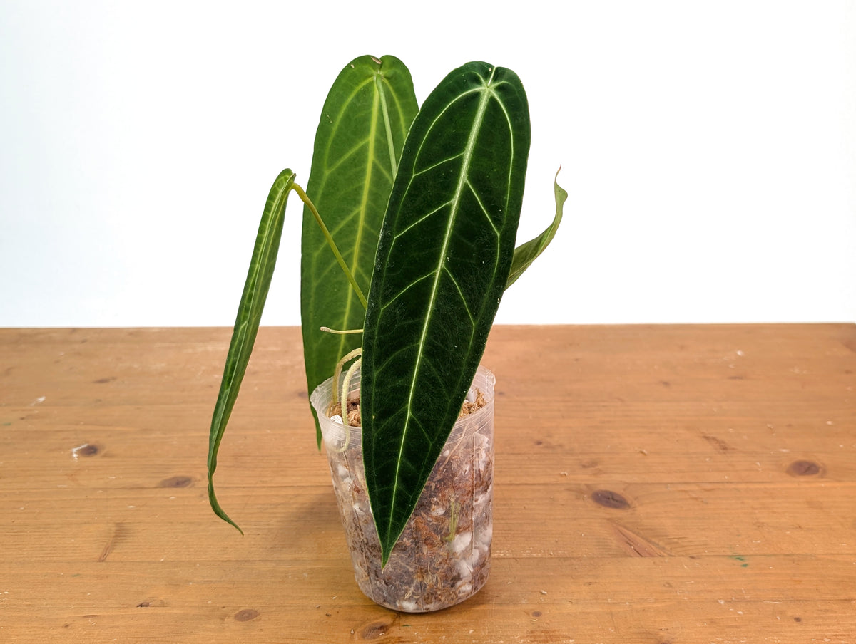 Anthurium Warocqueanum - Dark/Narrow Exact Plant Over 12" Tall - #28C