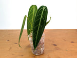 Anthurium Warocqueanum - Dark/Narrow Exact Plant Over 12" Tall - #28C